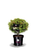 Rhododendron micranthum ´Bloombux´ ® – INKARHO , EXKLUSIV !! - Image 22