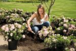 Rhododendron micranthum ´Bloombux´ ® – INKARHO , EXKLUSIV !! - Image 11