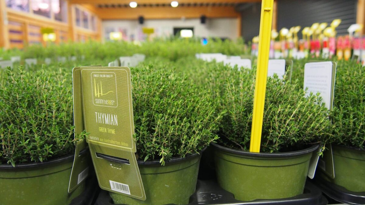 BYLINKY Thymus vulgaris Faustinoi_P 14 - Image 2