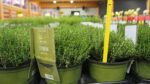 BYLINKY Thymus vulgaris Faustinoi_P 14 - Image 2