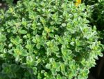 BYLINKY Thymus vulgaris Faustinoi_P 14 - Image 4