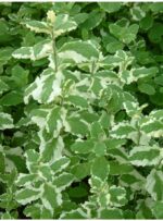 BYLINKY Mentha suaveolens, P 14 – ANANAS - Image 4