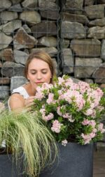 Rhododendron micranthum ´Bloombux´ ® – INKARHO , EXKLUSIV !! - Image 20