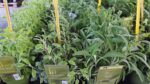 BYLINKY Salvia officinalis P14–ICTERINA, šalvěj lékařská - Image 3