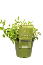 BYLINKY Mentha suaveolens, P 14 – ANANAS
