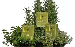 Origanum vulgare – OREGÁNO - Bylinky sunny herbs