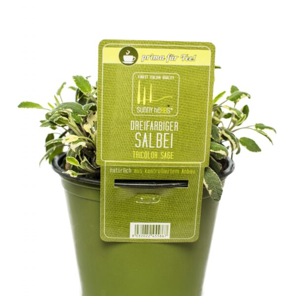 BYLINKY Salvia officinalis P14–TRICOLOR, šalvěj lékařská
