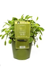BYLINKY Salvia officinalis P14–ICTERINA, šalvěj lékařská