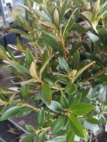 Rhododendron micranthum ´Bloombux´ ® – INKARHO , EXKLUSIV !! - Image 23