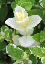 BYLINKY Mentha suaveolens, P 14 – ANANAS - Image 5