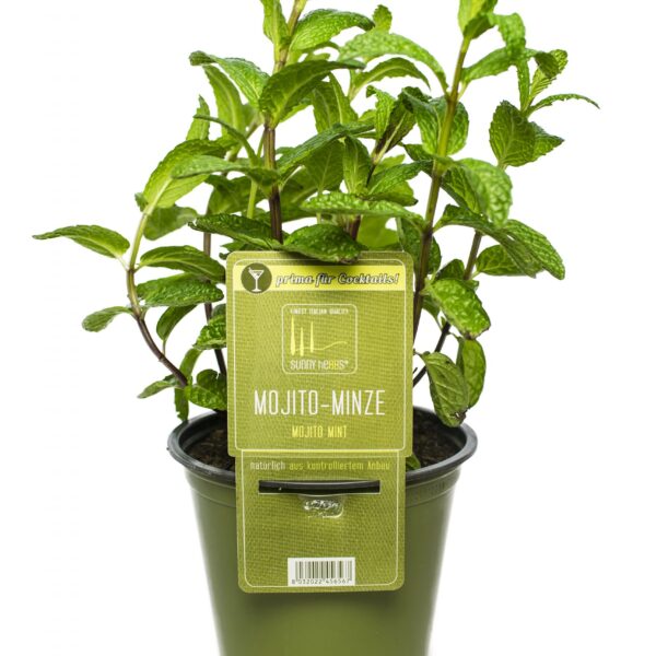 BYLINKY Mentha Mojito P 14 – máta Mojito