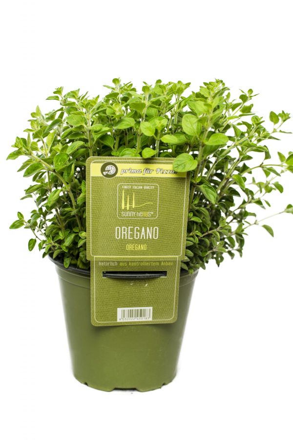 Origanum vulgare 'Compactum' – OREGÁNO - Oregano 1 scaled