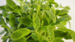 BYLINKY Salvia officinalis P14–ICTERINA, šalvěj lékařská - Image 4