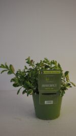 BYLINKY Mentha suaveolens, P 14 – ANANAS - Image 3
