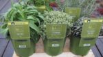BYLINKY Salvia officinalis P 14 - Image 5