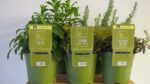BYLINKY Salvia officinalis P 14 - Image 6