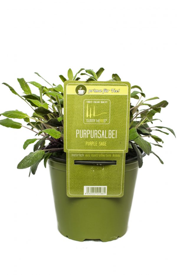 BYLINKY Salvia officinalis P14–PURPUREA, šalvěj lékařská - Purpursalbei scaled
