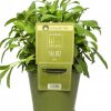 BYLINKY Salvia officinalis P 14 - P 14