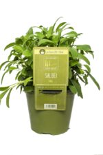 BYLINKY Salvia officinalis P 14
