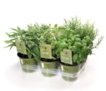 BYLINKY Mentha suaveolens, P 14 – ANANAS - Image 2