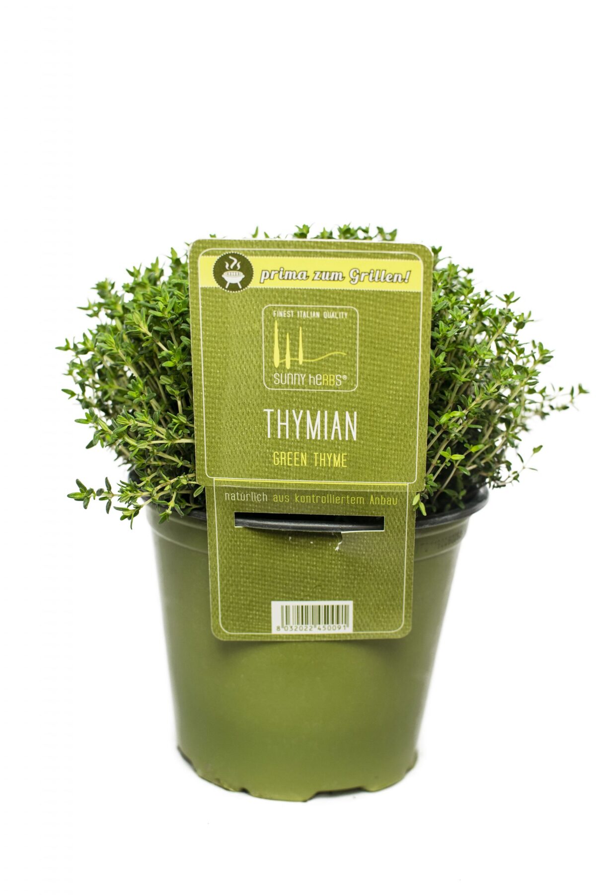 BYLINKY Thymus vulgaris Faustinoi_P 14 - Image 1