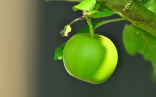 Výběr, péče a výsadba ovocných stromů - apple 1532055 1920
