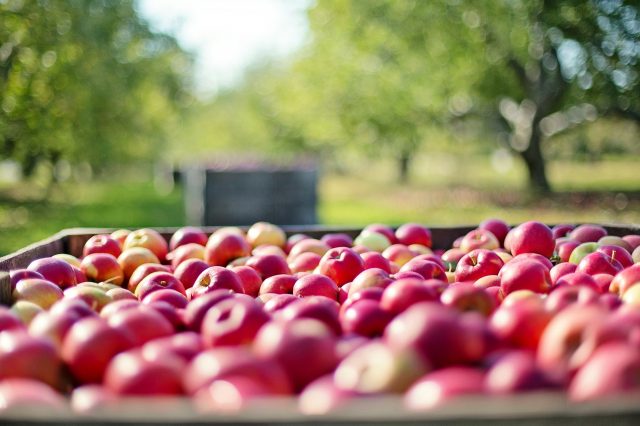 Výběr, péče a výsadba ovocných stromů - apples 1004886 1920
