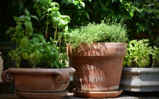 BYLINKY Thymus citriodorus P14 - basil 1543444 1920 3
