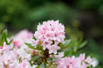 Rhododendron micranthum ´Bloombux´ ® – INKARHO , EXKLUSIV !! - Image 12