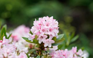 Rhododendron micranthum ´Nugget by Bloombux®´ P 11, EXLUSIV !! NOVINKA !! - bloombux dsc5228