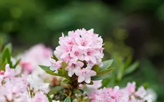 Rhododendron micranthum ´Bloombux´ ® – INKARHO , EXKLUSIV !! - bloombux dsc5228