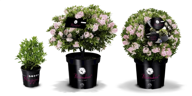 Rhododendron micranthum "Bloombux"® - bloombux groessen packshots pink. fullsize desktop