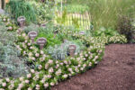 Rhododendron micranthum ´Bloombux´ ® – INKARHO , EXKLUSIV !! - Image 17