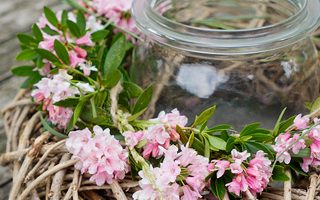 Rhododendron micranthum ´Nugget by Bloombux®´ P 11, EXLUSIV !! NOVINKA !! - bloombux kranz dsc4512