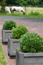 Rhododendron micranthum ´Bloombux´ ® – INKARHO , EXKLUSIV !! - Image 14