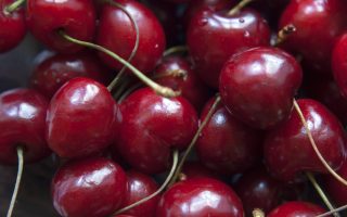 Výběr, péče a výsadba ovocných stromů - cherries 2888578 1920