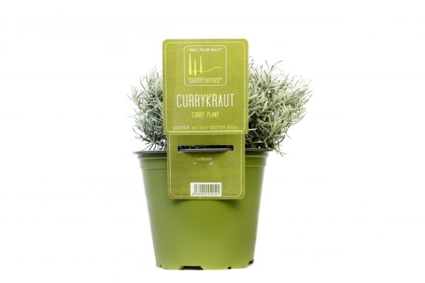 BYLINKY Currykraut P 14, Helichrysum italicum–Smil italský - currykraut scaled