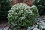 Rhododendron micranthum ´Bloombux´ ® – INKARHO , EXKLUSIV !! - Image 16