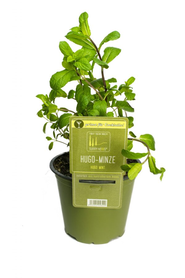 BYLINKY Mentha piperita, P 14 , Máta peprná – HUGO - hugominze scaled