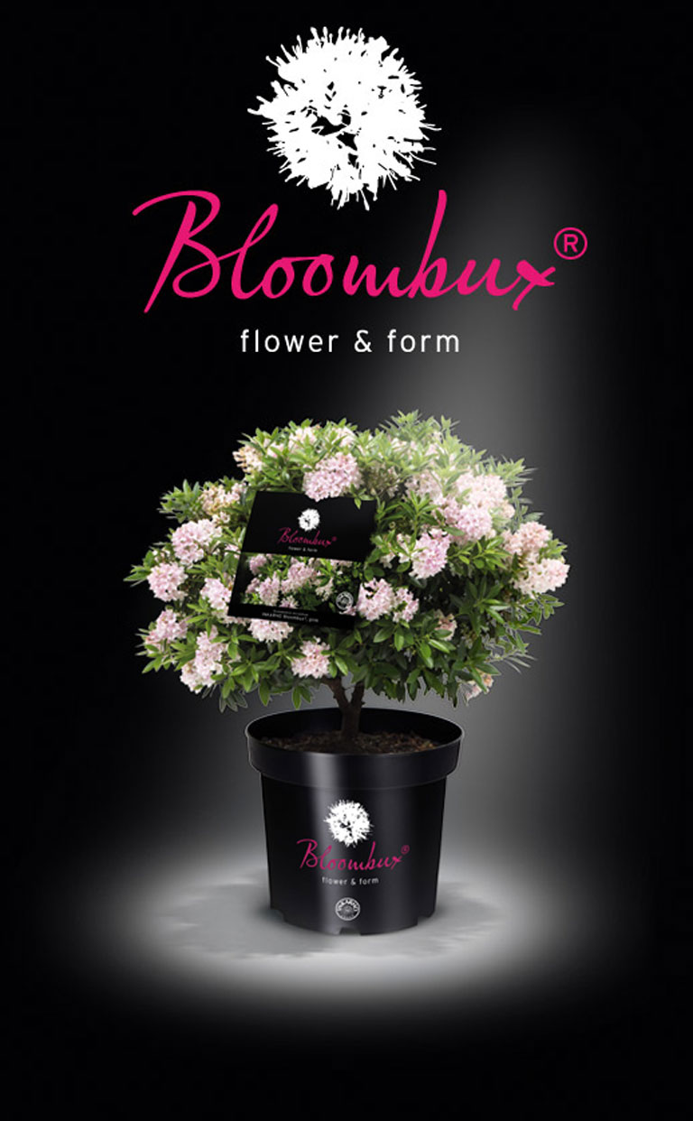 Rhododendron micranthum ´Nugget by Bloombux®´ P 11, EXLUSIV !! NOVINKA !! -