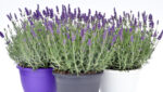 Lavandula angustifolia - Image 6