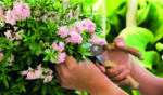 Rhododendron micranthum ´Bloombux´ ® – INKARHO , EXKLUSIV !! - Image 4