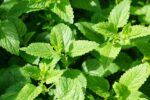 BYLINKY Mentha – Máta jahodová, P 14 - Image 2