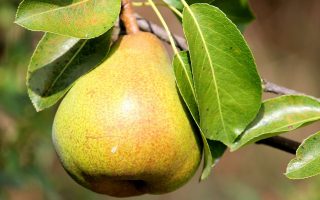 Výběr, péče a výsadba ovocných stromů - pear 1586866 1920