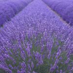 Lavandula angustifolia - Image 4
