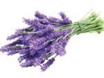 Lavandula angustifolia - Image 5