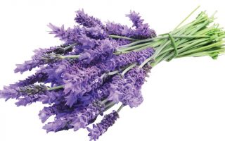 BYLINKY Lavandula angustifolia P 14 - product Lavender