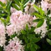 Rhododendron micranthum ´Bloombux´ ® – INKARHO , EXKLUSIV !! - C2L - v. 20-25 CM