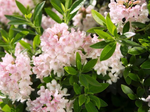 Rhododendron micranthum ´Bloombux´ ® – INKARHO , EXKLUSIV !! - rhododendron