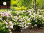 Rhododendron micranthum ´Bloombux´ ® – INKARHO , EXKLUSIV !! - Image 5